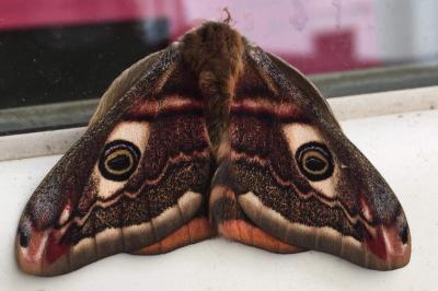 <i>Saturnia pavonia</i>