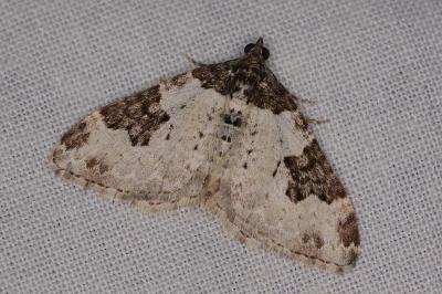 <i>Xanthorhoe fluctuata</i>