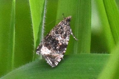 <i>Celypha lacunana</i>