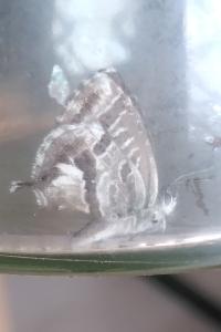 <i>Cacyreus marshalli</i>