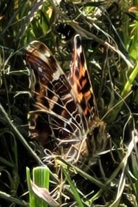 <i>Araschnia levana</i>