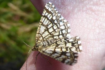 <i>Chiasmia clathrata</i>