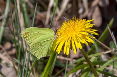 <i>Gonepteryx rhamni</i>