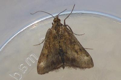 <i>Pyrausta despicata</i>
