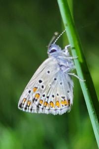 <i>Aricia agestis</i>