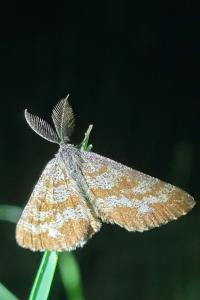 <i>Ematurga atomaria</i>