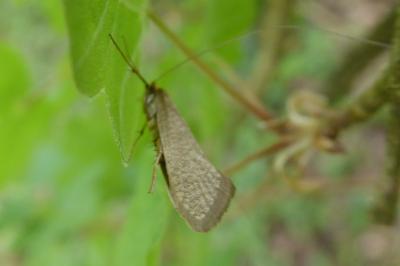<i>Nematopogon swammerdamella</i>