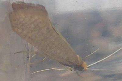 <i>Nematopogon swammerdamella</i>