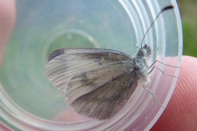 <i>Leptidea sinapis</i>