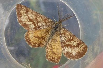 <i>Ematurga atomaria</i>