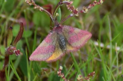 <i>Lythria cruentaria</i>