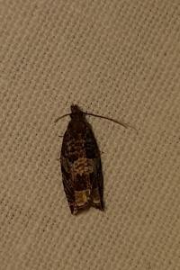 <i>Ancylis achatana</i>