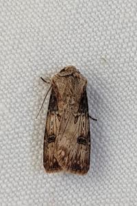 <i>Agrotis puta</i>