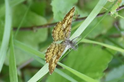 <i>Ematurga atomaria</i>