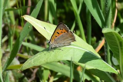 <i>Lycaena phlaeas</i>