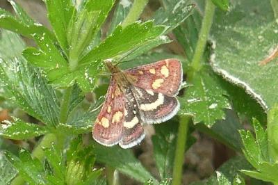 <i>Pyrausta purpuralis</i>
