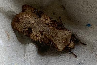 <i>Agrotis puta</i>