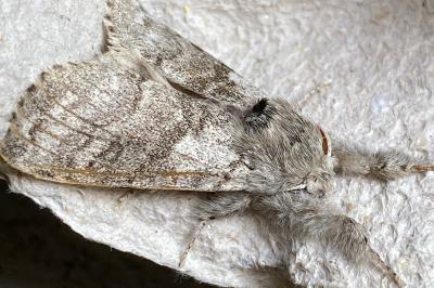 <i>Calliteara pudibunda</i>