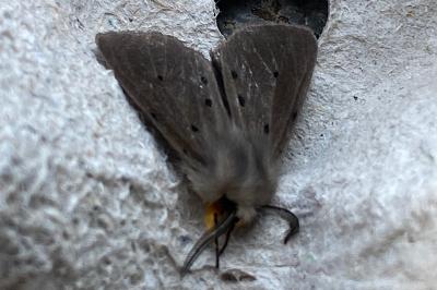 <i>Diaphora mendica</i>