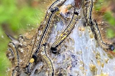 <i>Malacosoma neustria</i>