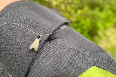 <i>Adela reaumurella</i>
