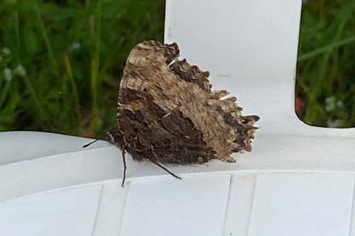 <i>Nymphalis polychloros</i>