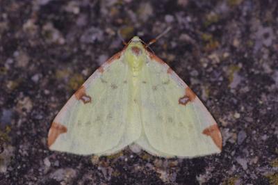 <i>Opisthograptis luteolata</i>