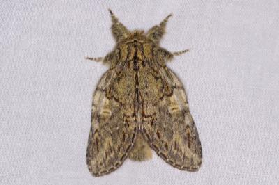 <i>Peridea anceps</i>