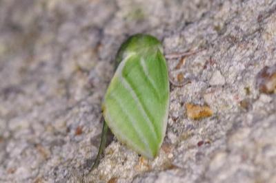 <i>Pseudoips prasinanus</i>