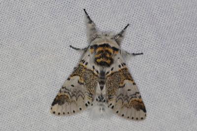 <i>Furcula bifida</i>