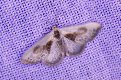 <i>Cilix glaucata</i>