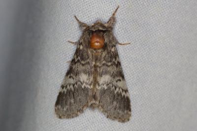 <i>Drymonia ruficornis</i>