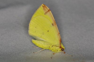 <i>Opisthograptis luteolata</i>