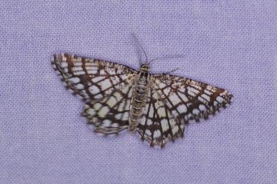 <i>Chiasmia clathrata</i>