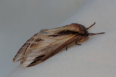 <i>Pheosia tremula</i>