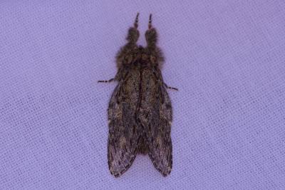 <i>Peridea anceps</i>