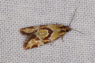 <i>Aethes hartmanniana</i>