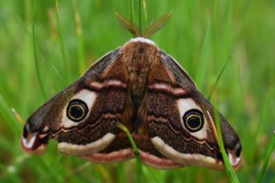 <i>Saturnia pavonia</i>