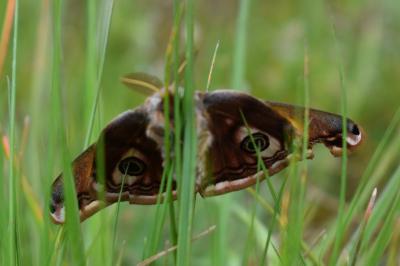 <i>Saturnia pavonia</i>