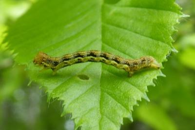 <i>Erannis defoliaria</i>