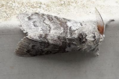 <i>Calliteara pudibunda</i>