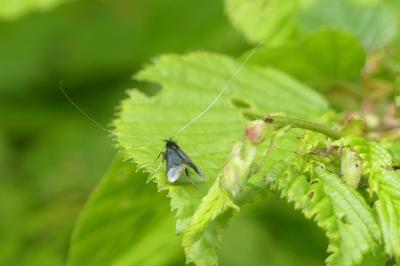 <i>Adela reaumurella</i>