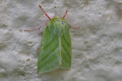 <i>Pseudoips prasinanus</i>