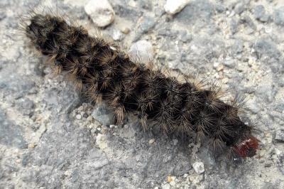 <i>Arctia villica</i>