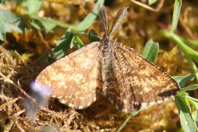 <i>Ematurga atomaria</i>