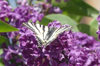 <i>Iphiclides podalirius</i>