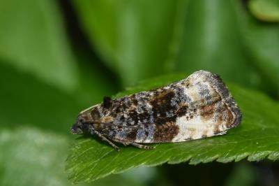 <i>Hedya pruniana</i>