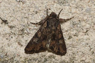 <i>Mniotype solieri</i>