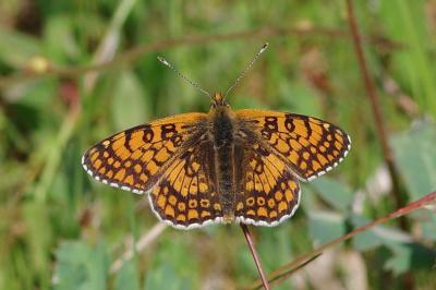 <i>Melitaea cinxia</i>