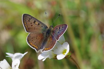 <i>Lycaena tityrus</i>